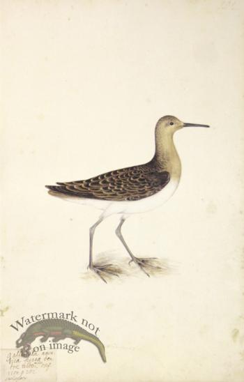 202 Swedish Birds . Scolopax Gallinago, Common Snipe